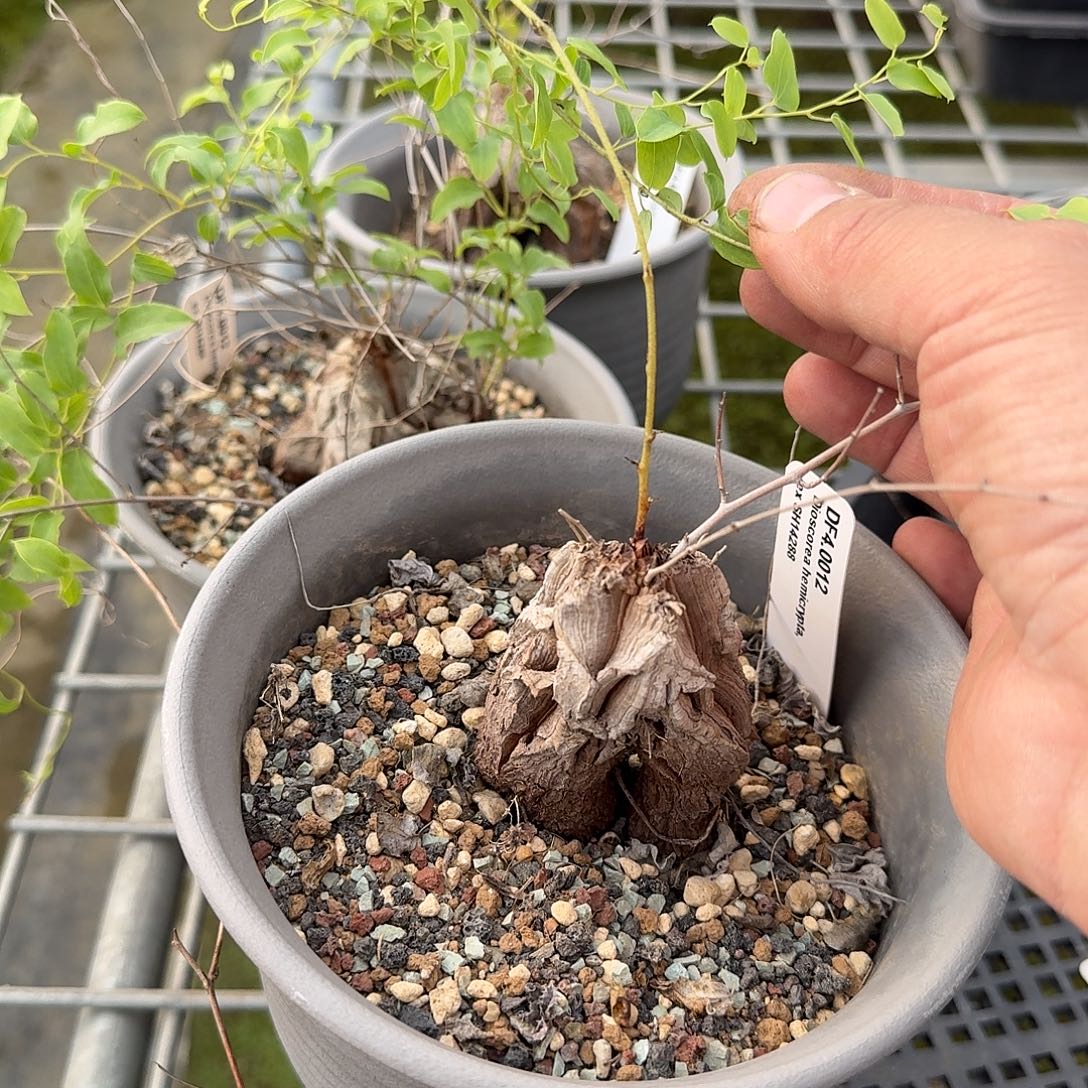 象足龟甲龙一个带盆发