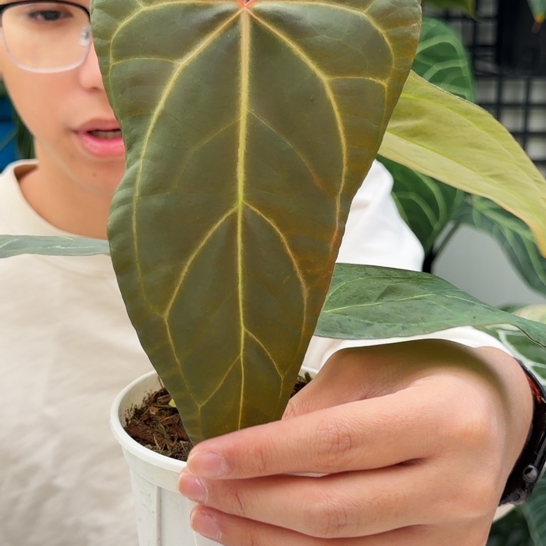 完全开放P02 平克力杂帝王