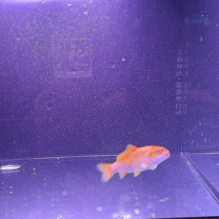 蝴蝶鲤鱼22号蝴蝶鲤