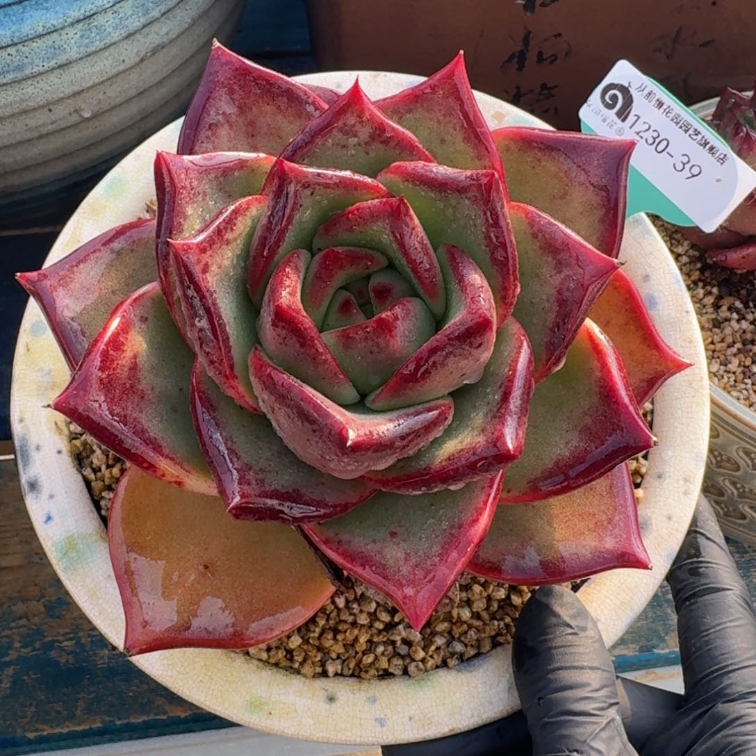 从前慢多肉精选编号1230.39