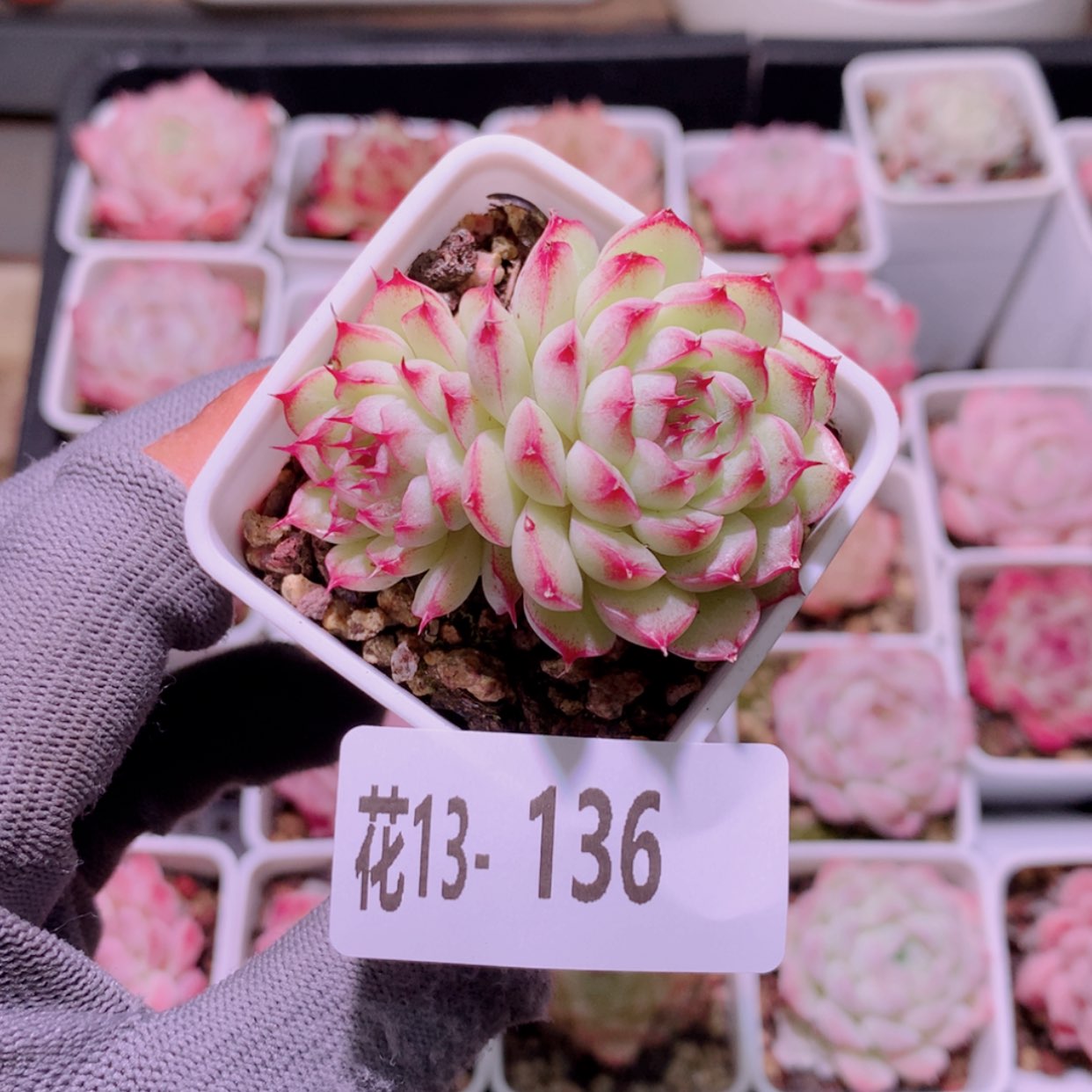 【闪购商品】花13-136海王