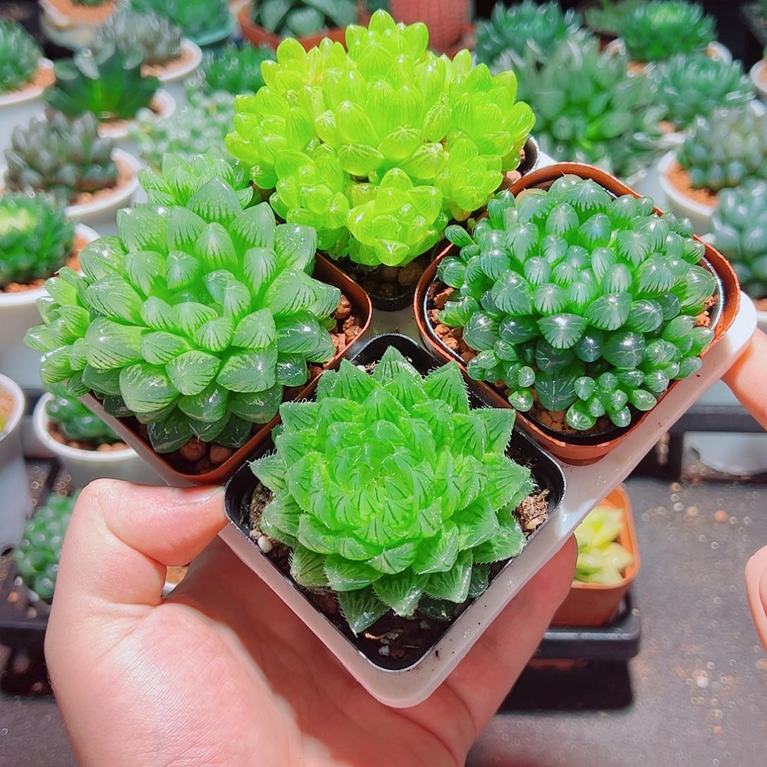 樱水晶姬玉露群雪花水晶草原盆土