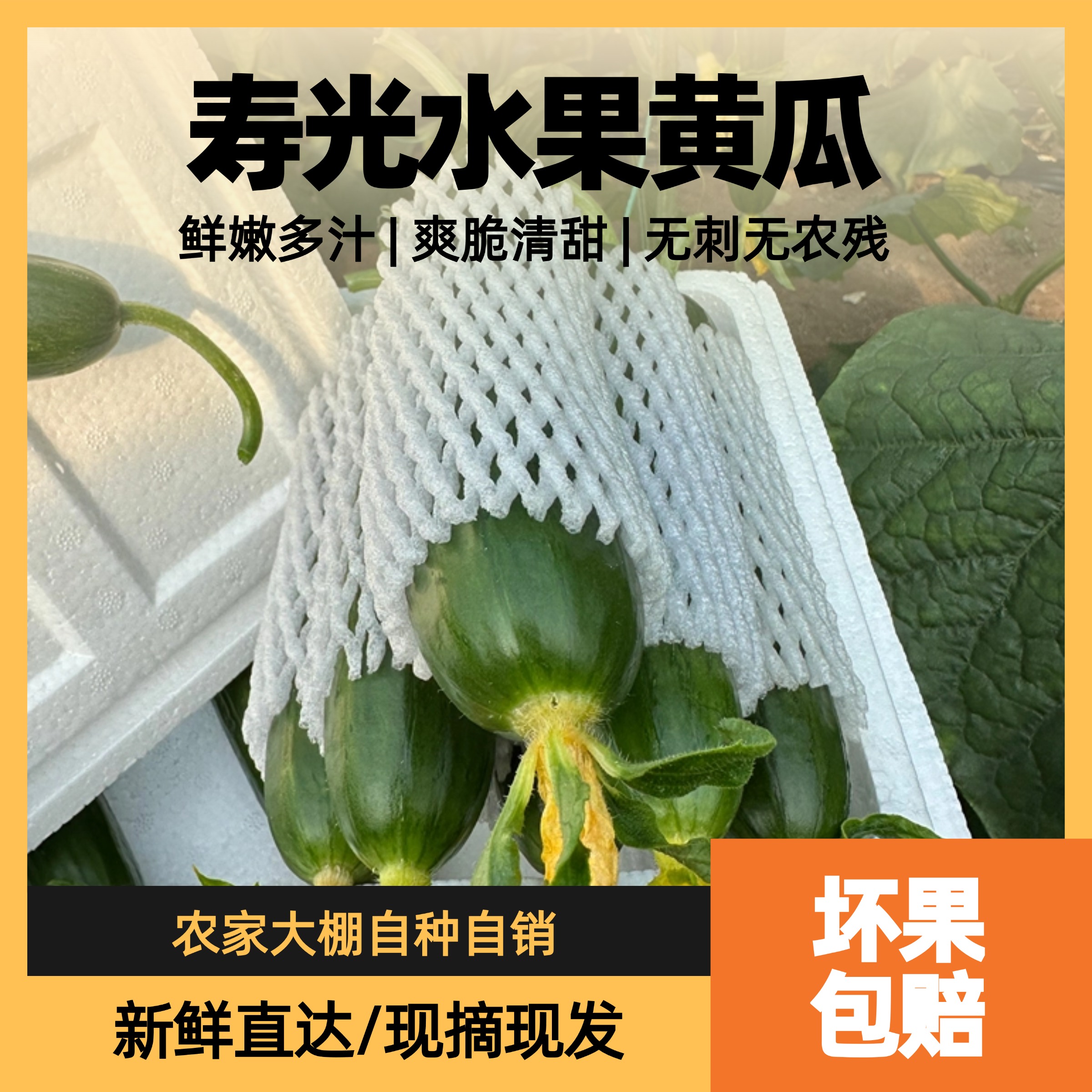 无刺寿光水果小黄瓜自种大棚脆嫩多汁清香爽口直销大小均匀