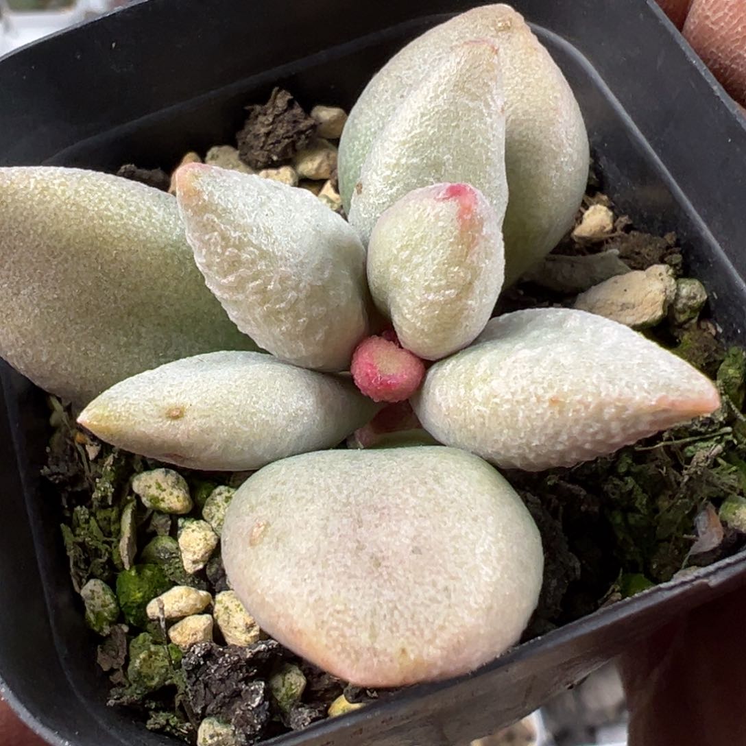 白糖豆水泡多肉植物水泡