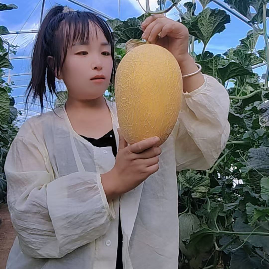 顺丰包邮金香玉蜜瓜采摘园当季新鲜火凤凰哈密瓜脆甜多汁水果老汉