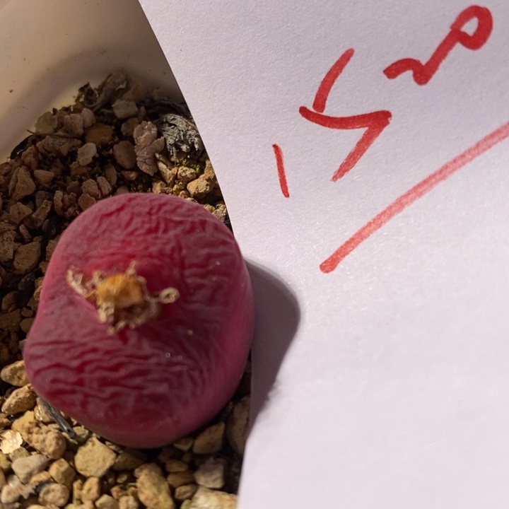 15208有伤一个一个