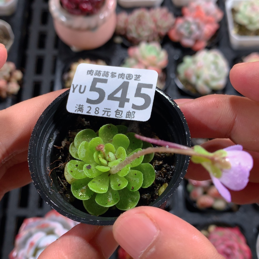 5CM拇指盆精控多肉YU545