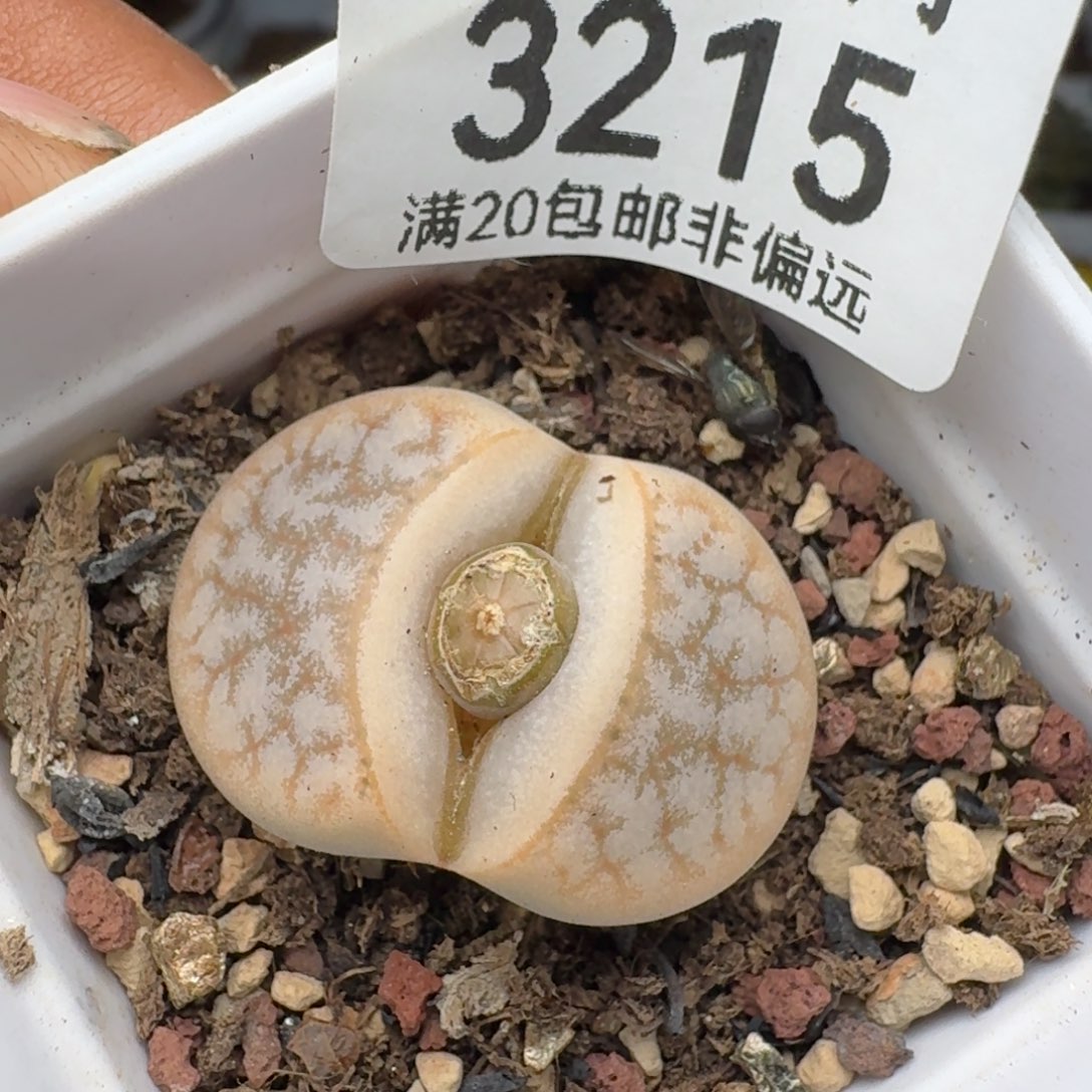 309A带盆土。             