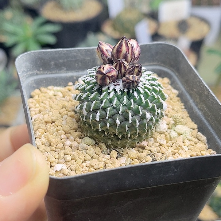 自根萝卜根刺缀精巧殿3.2公分