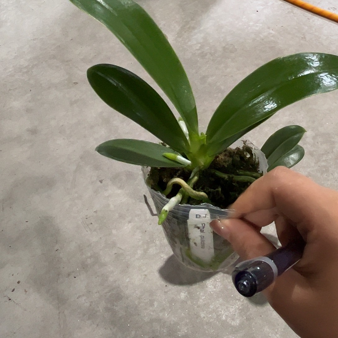 北***甲当前无花栽培后可以开花