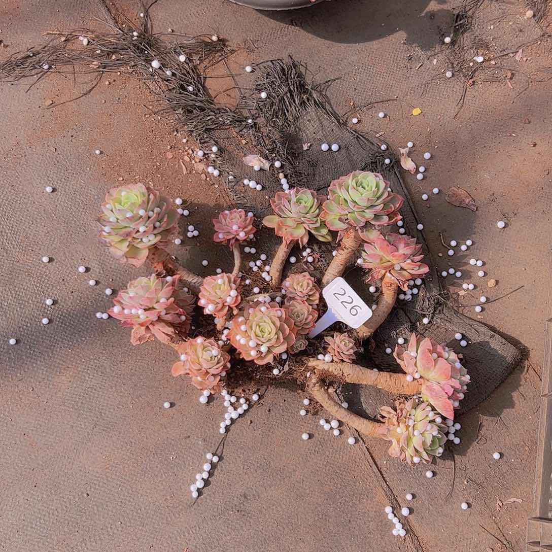 光****狂226哈蜜瓜20不售后