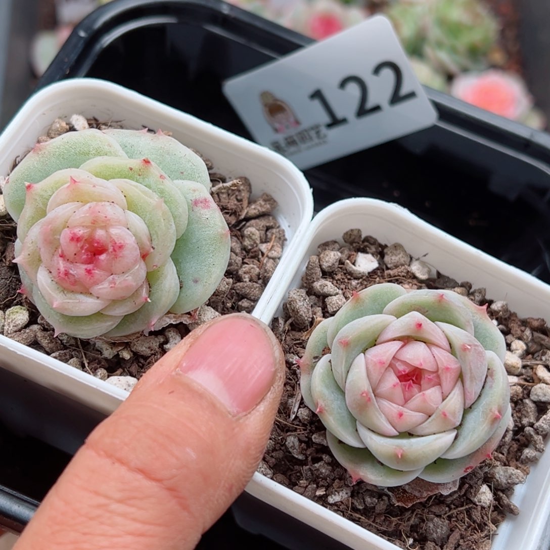 多肉植物多肉植物