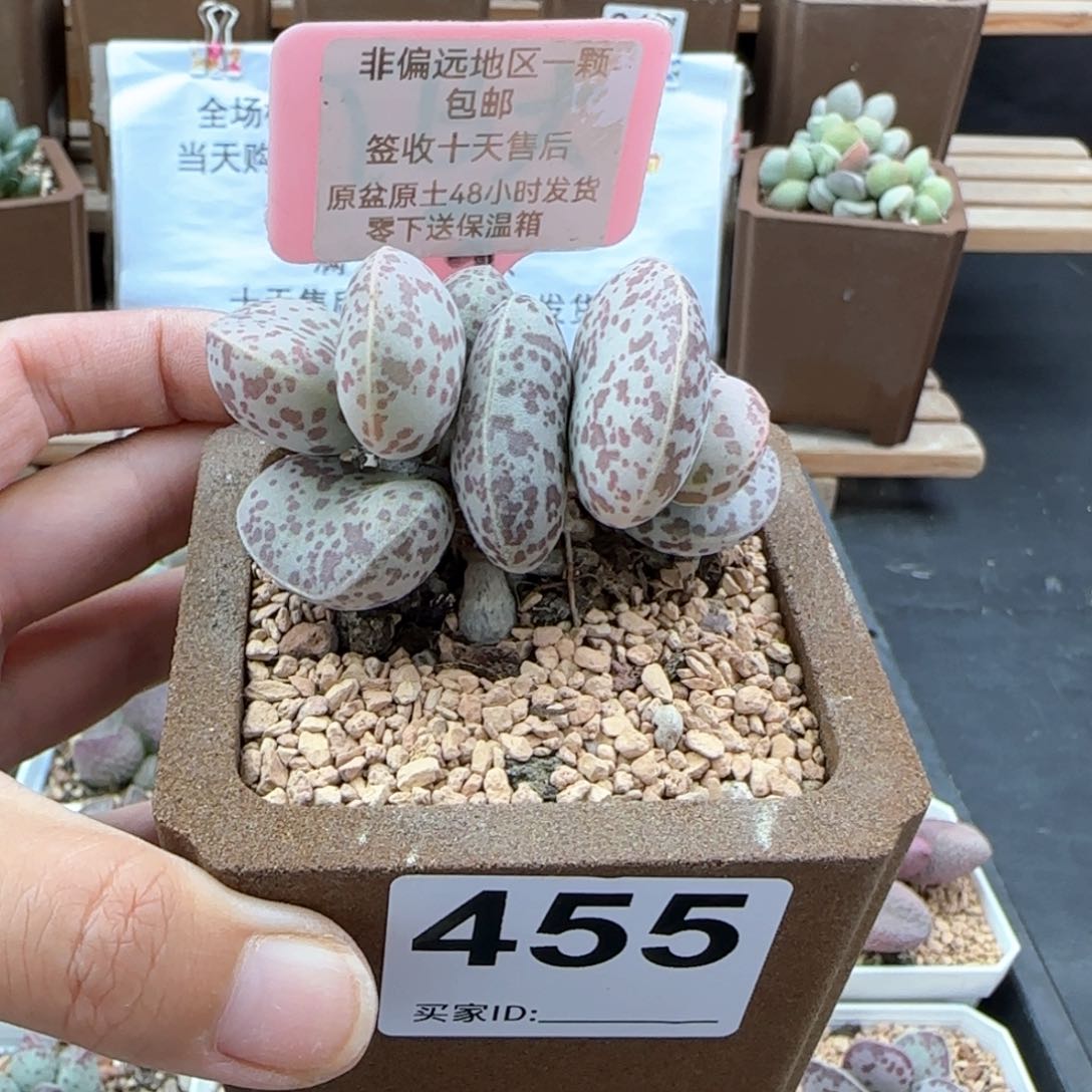 455巨型花旦多肉