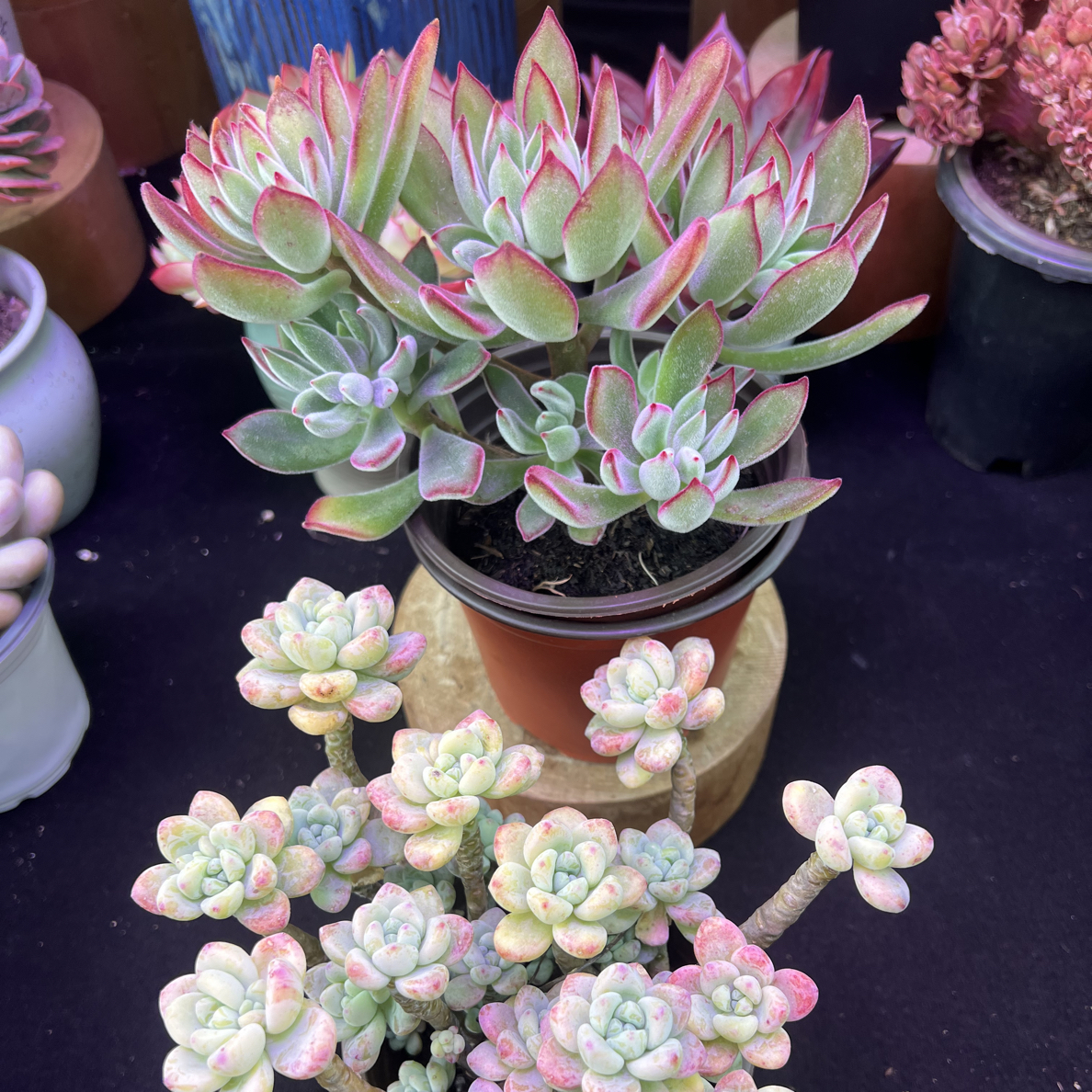 红兔耳+劳尔（带塑料盆）多肉植物