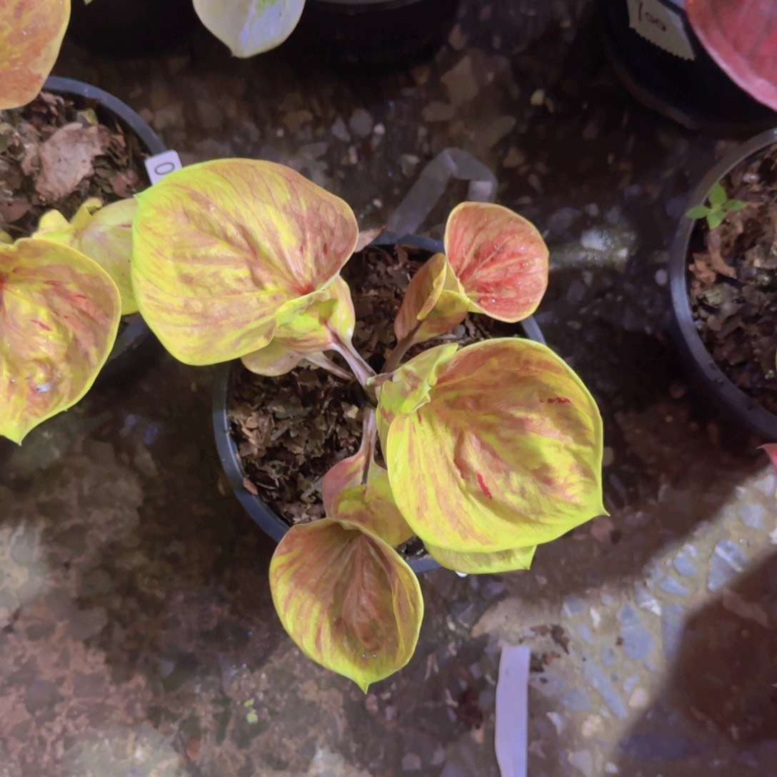 432-0805泰国发货水瓶座