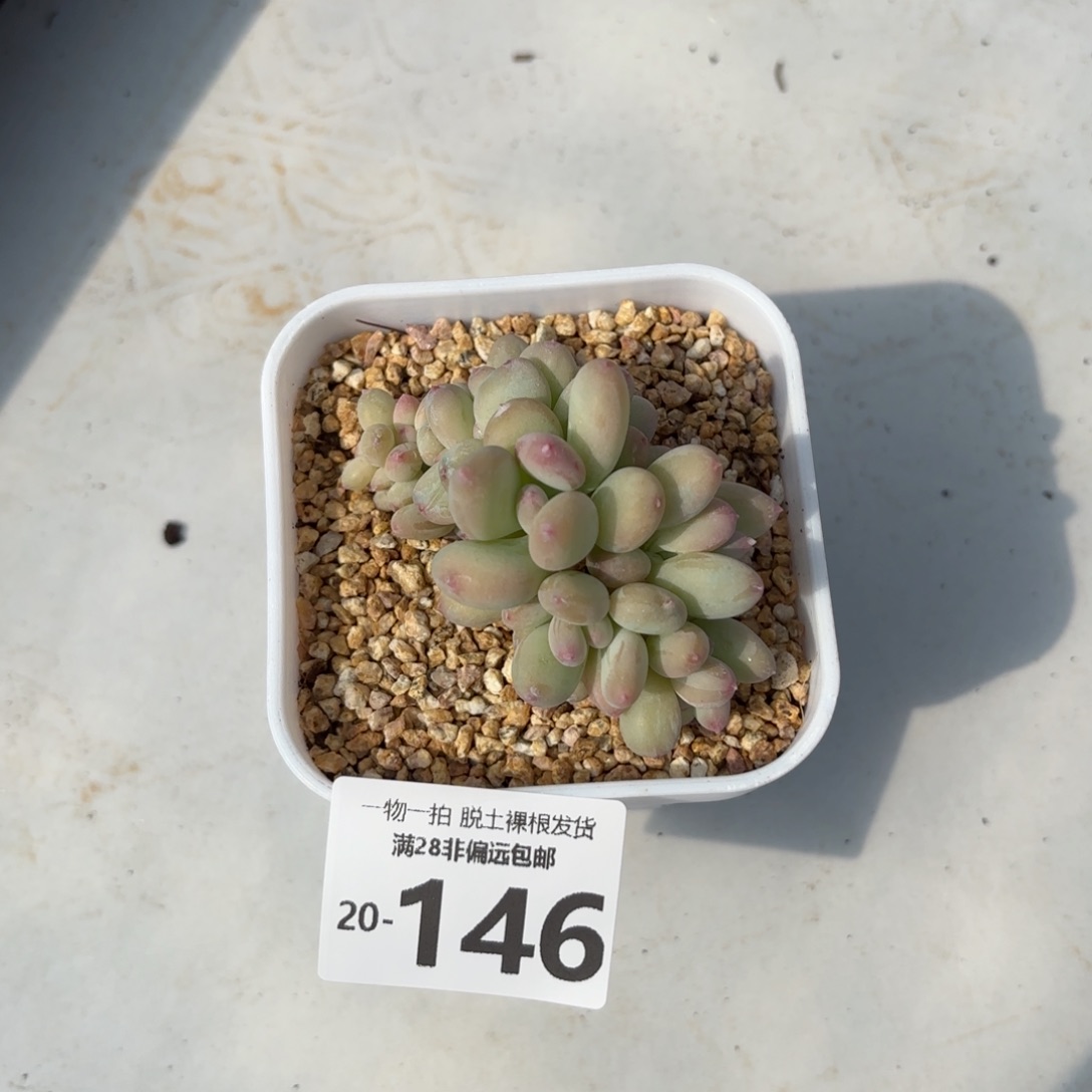 三日月美人缀化多肉