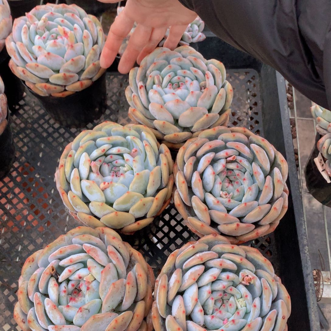 110盆单头五盆发货