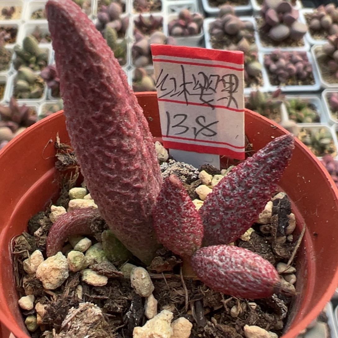 红樱果大苗多肉植物水泡