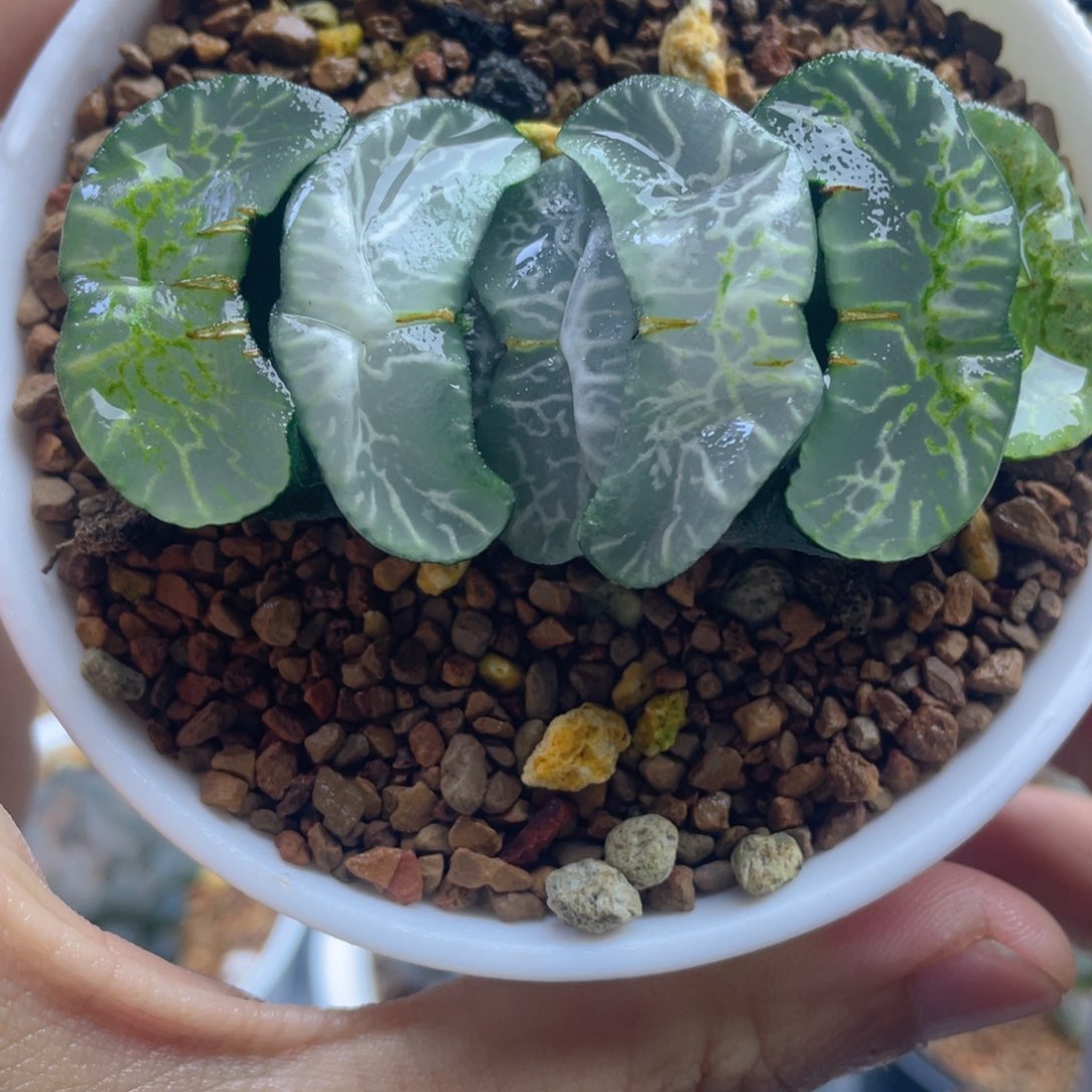 16.十二卷多肉碧峰玉扇。