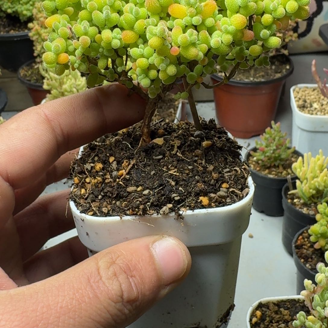 金桔 多肉植物枝干番杏