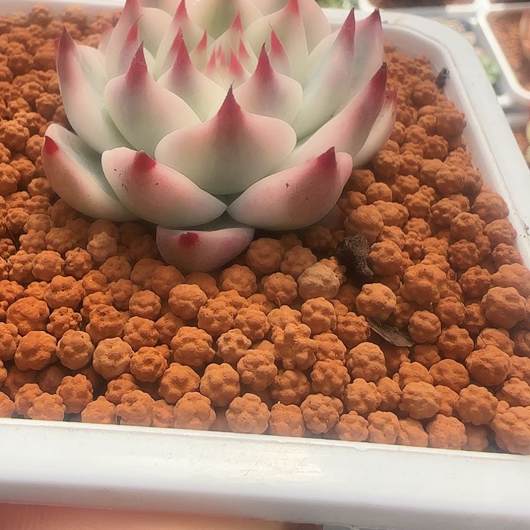 吉娃娃锦多肉植物