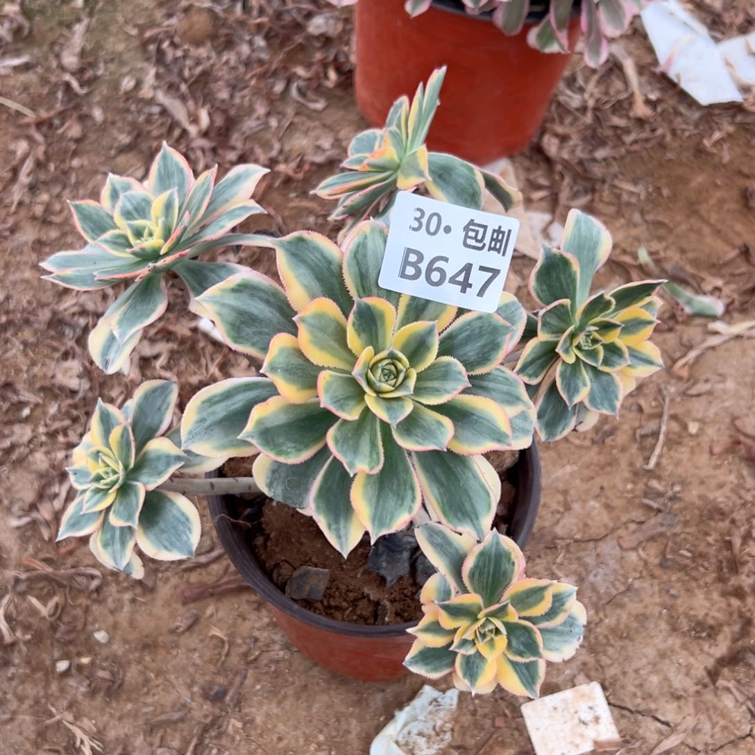 阳****姐647 多肉法师鲜花