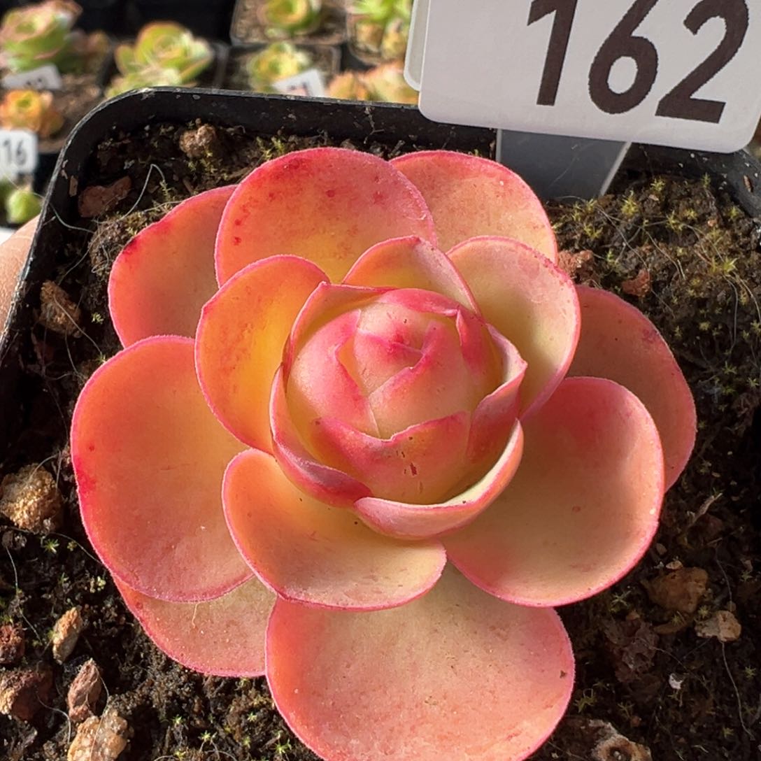 孤品162山地玫瑰多肉