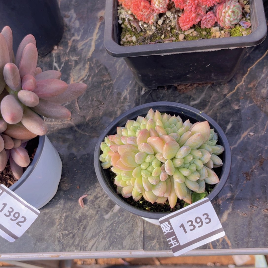 百达多肉植物1393