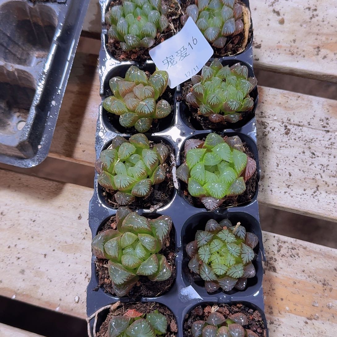 直播福利一物一拍16