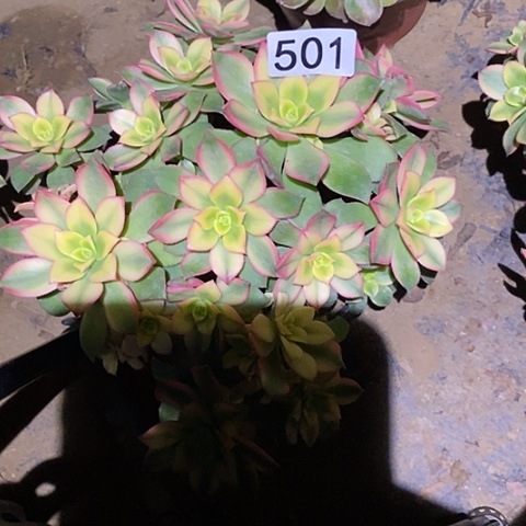 多肉植物法师501艳日辉