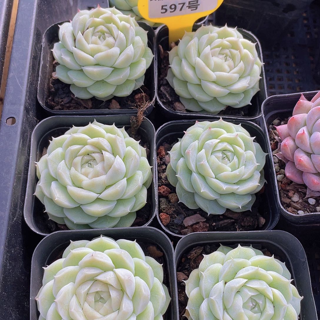 597号 山茶花麦秆单头一个