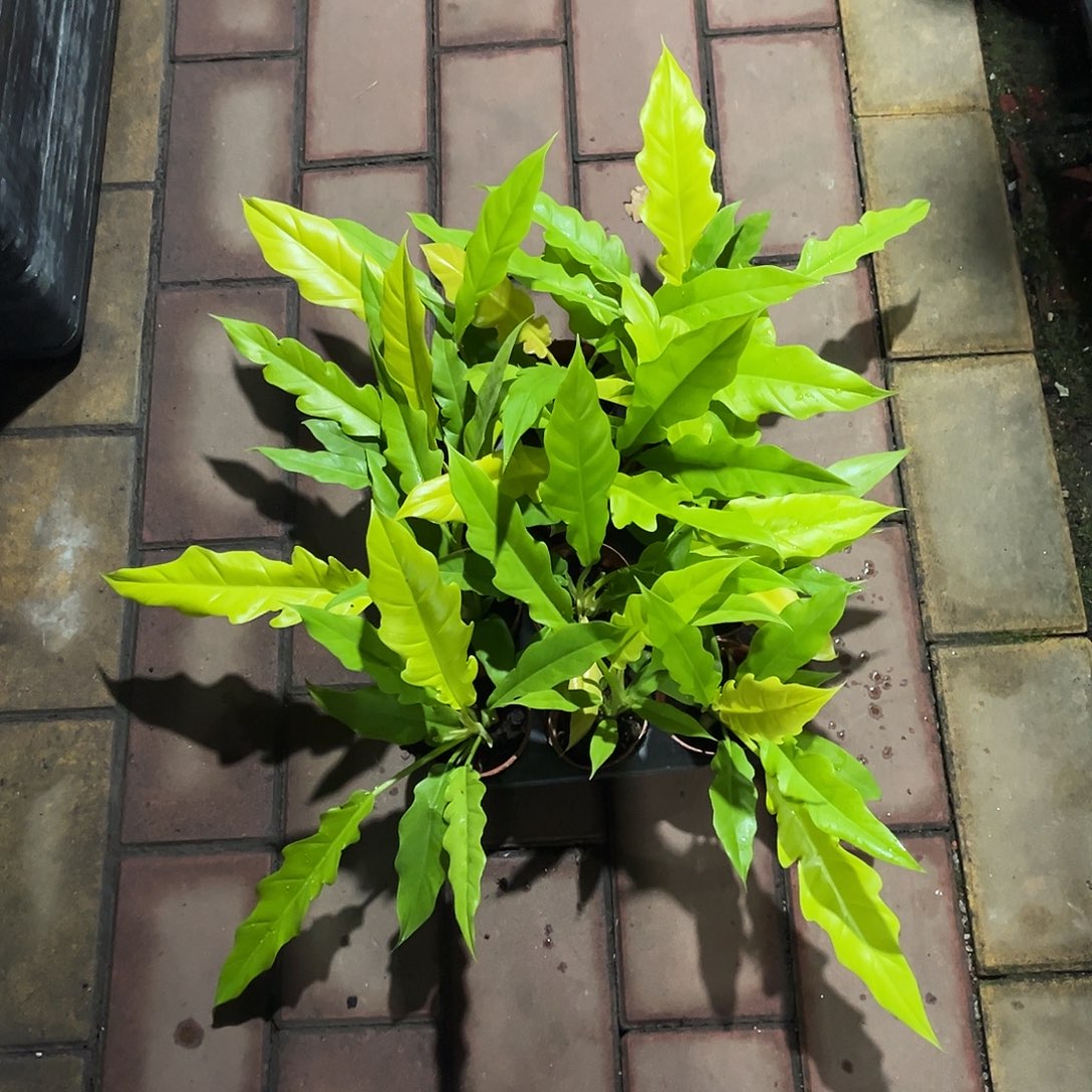 完全开放黄金火之戒