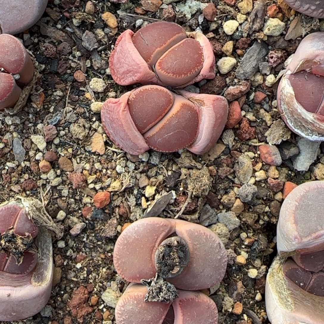 双头哈莫培育全窗巧克力泥潭母本100元每颗