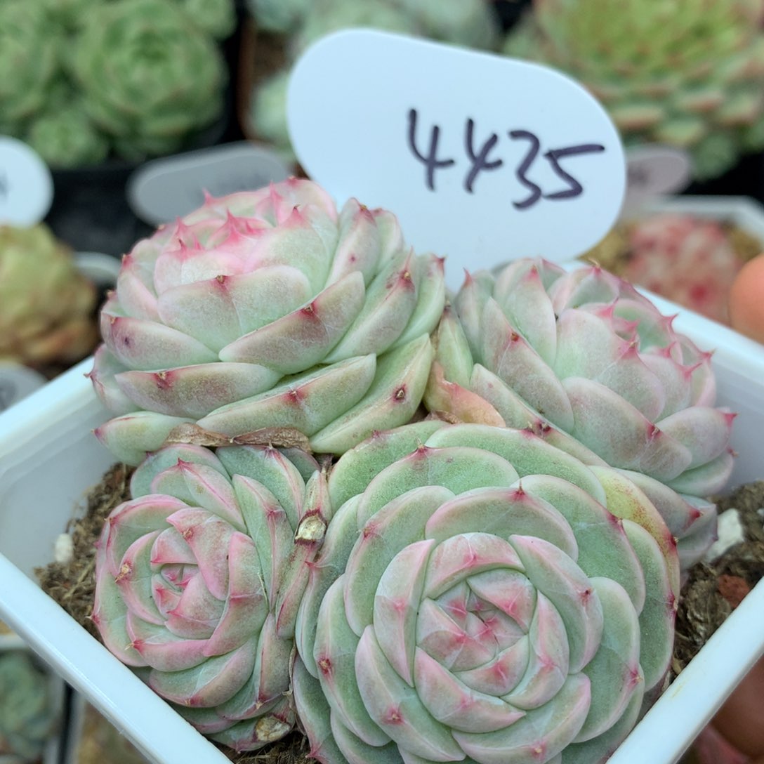 白芷珍妮母本群4435