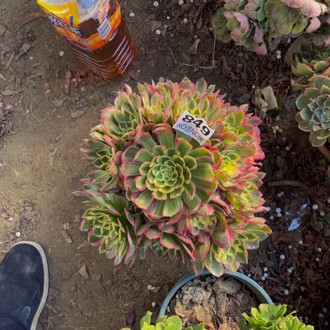 海王法师朵朵1-5¥¥