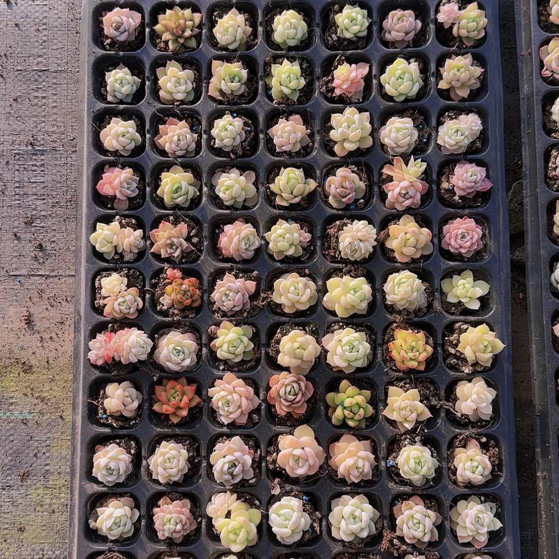 直播一物一拍多肉55