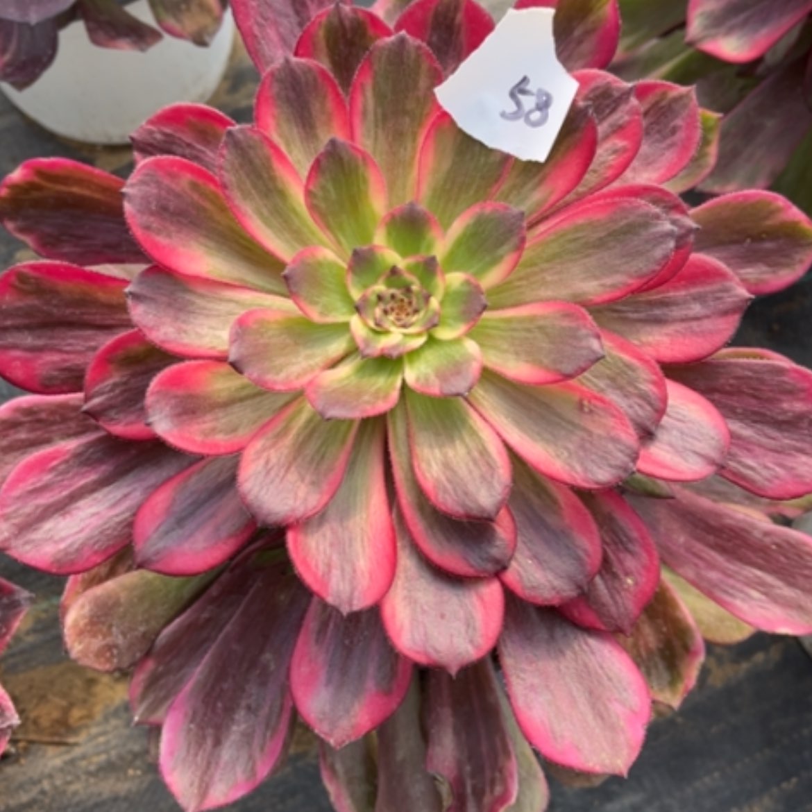 【闪购商品】58烟花多肉法师