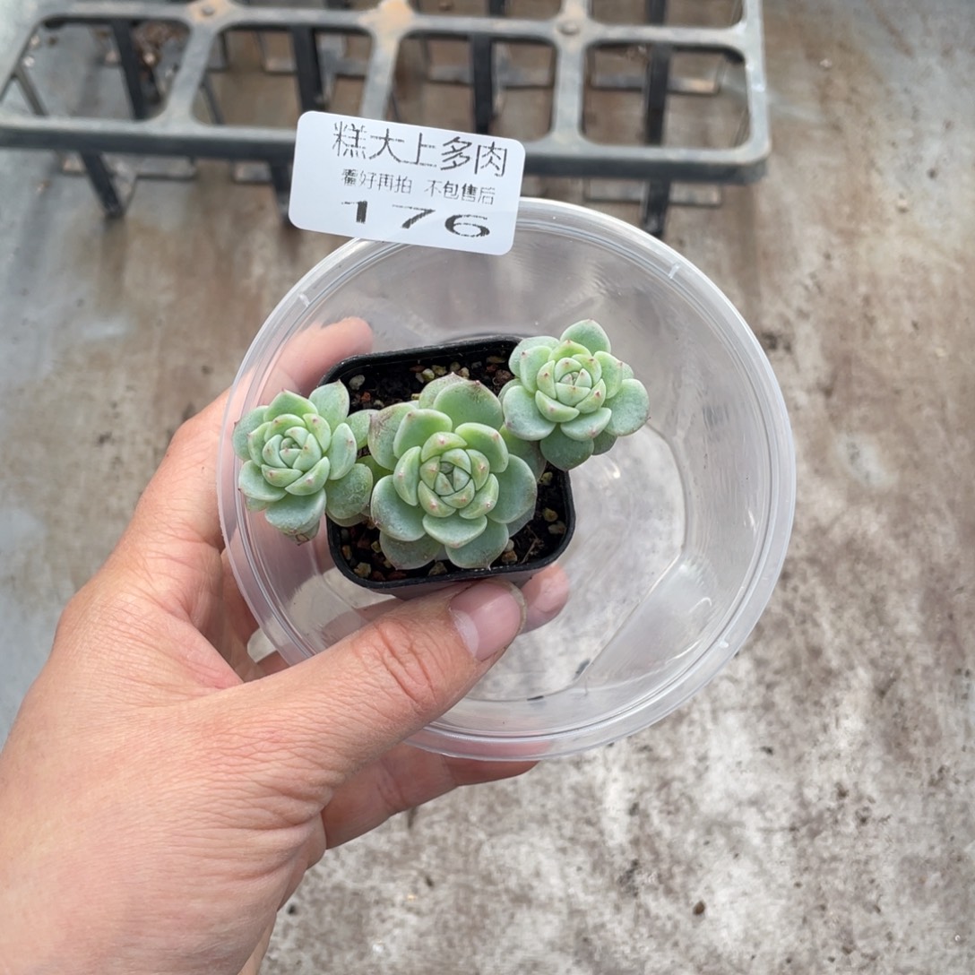 钮***子糕大上多肉植物176