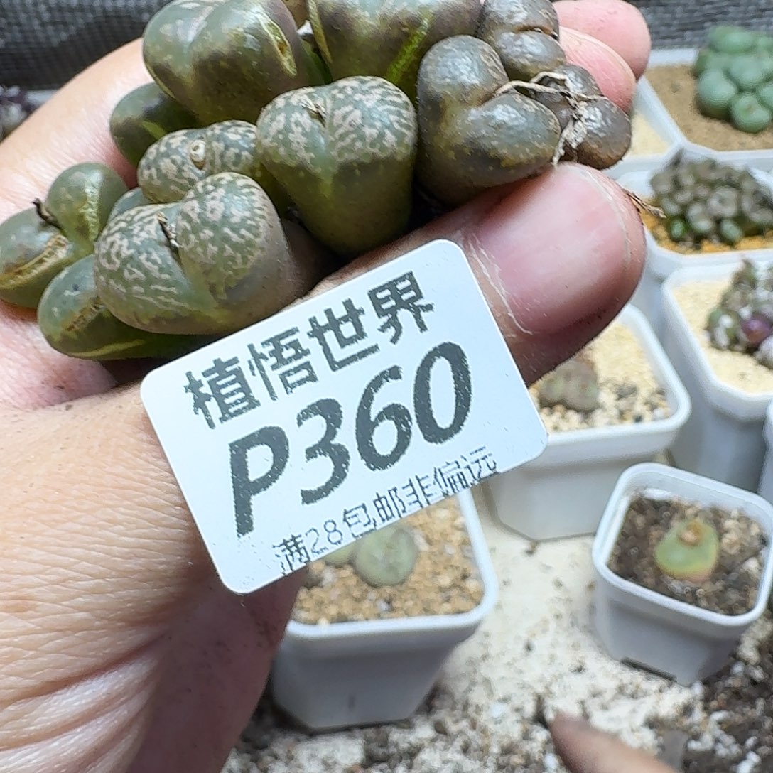 多肉植物的润泽eghjj