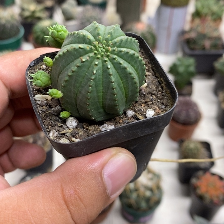 实生泰布带崽特价