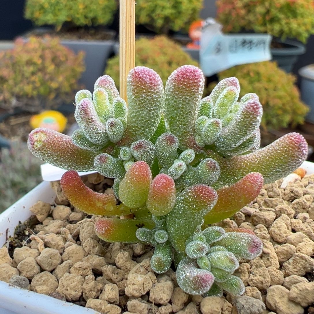 dy5665小可爱冰晶锦冠幅3.5cm