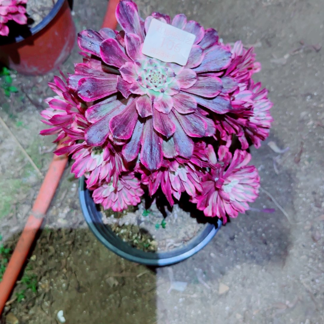 仙魔法师多肉106