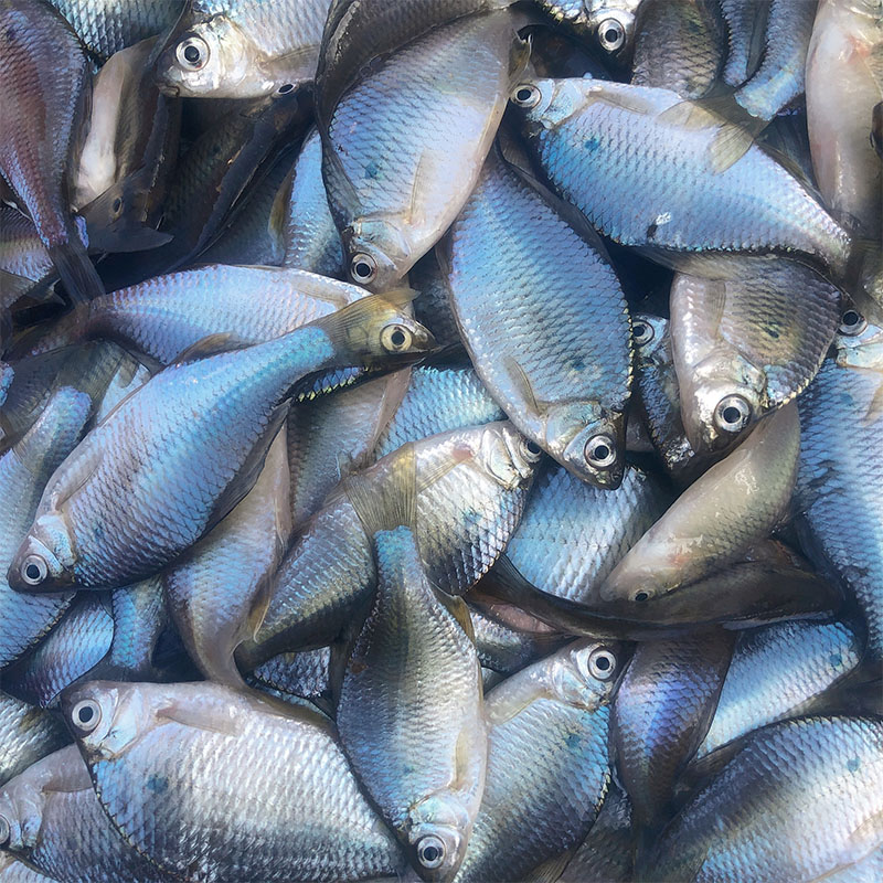 鳑皮鱼杀好净重新鲜鱼类