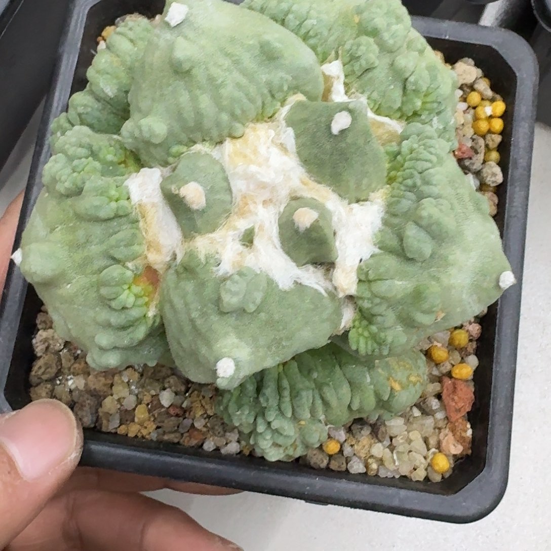 我***水自根怒涛牡丹仙人球