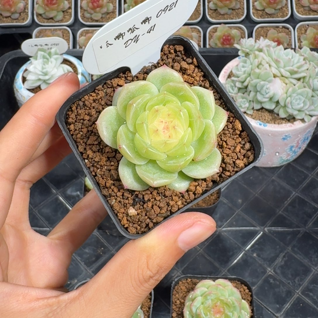 0921-41-荷花单头