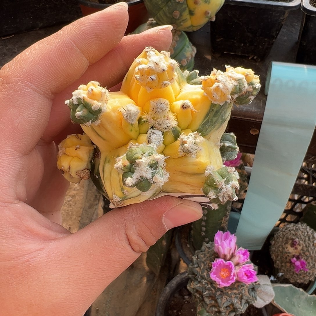 自根龟甲鸾锦仙人球963