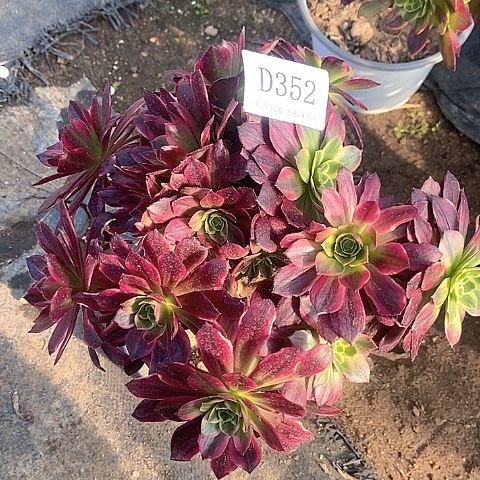 352安娜多肉福利款无售后