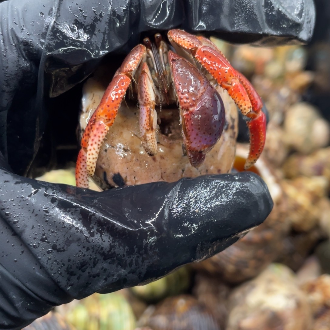 不退不换谢谢支持21