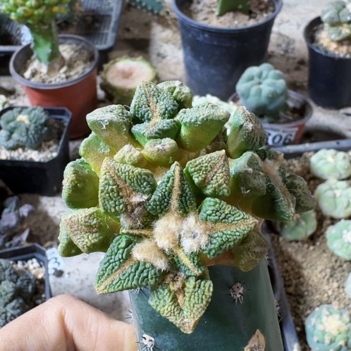 425五头大尤黑牡丹