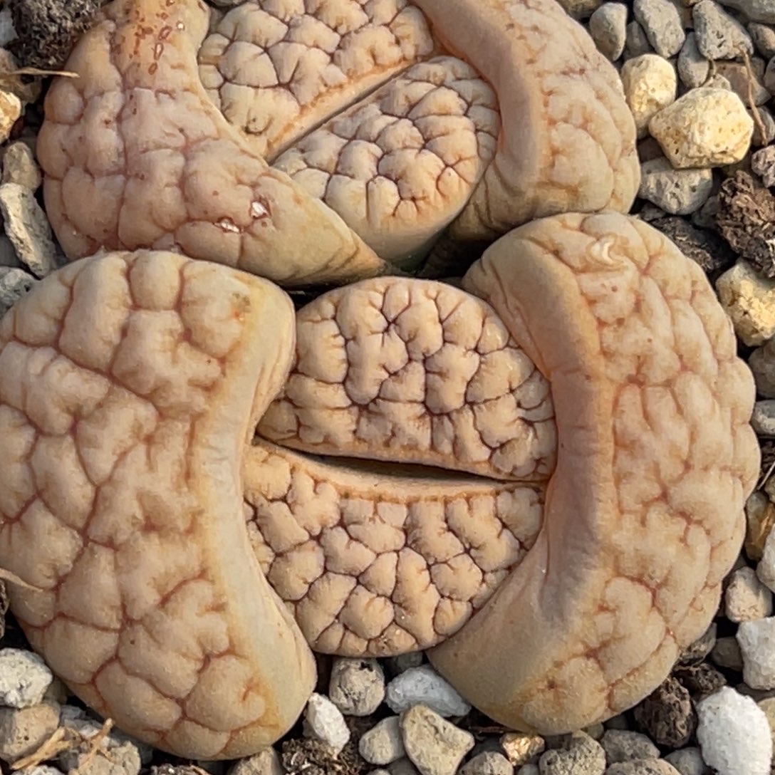 8728双头凹凸铁189母本一颗